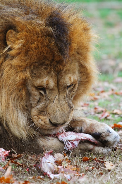 een leeuw eet in de dierentuin safari