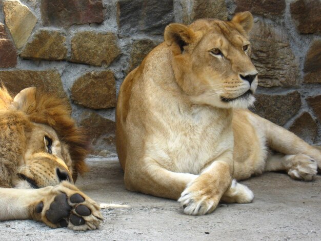 Een leeuw en een leeuwin rusten.