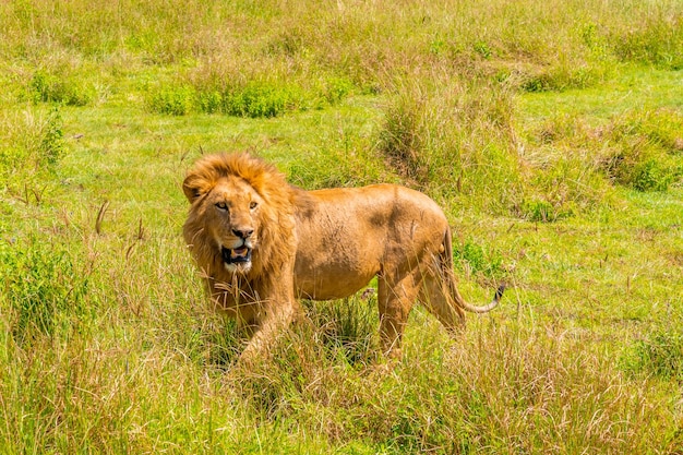 Een leeuw loopt door savanne en controleert de omgeving rondom zijn gebied met de bergachtergrond.