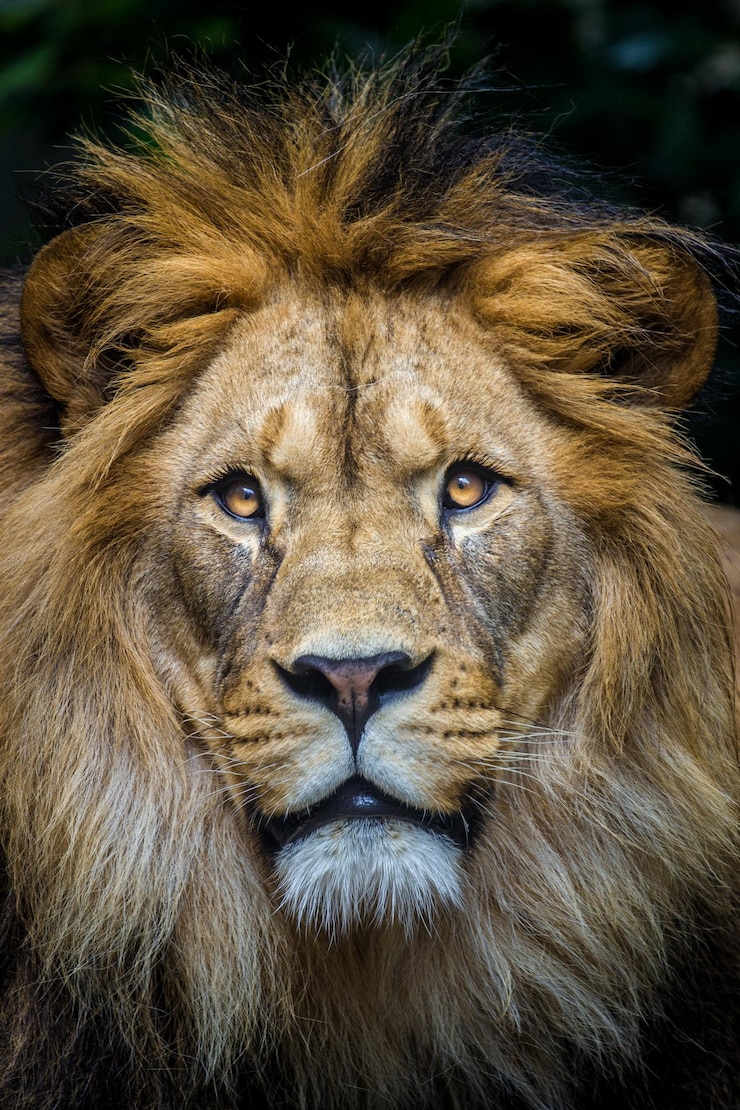 Foto een leeuw met een lange manen en een bruine manen
