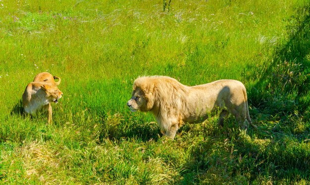 Een leeuw staat in het groene gras in de zomer.