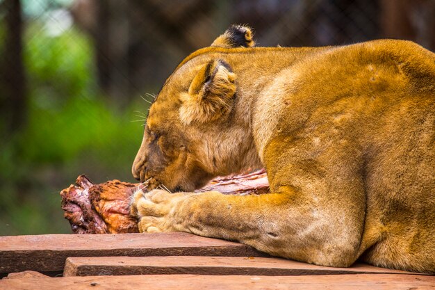 Een leeuwin aan het eten. bezoek aan het belangrijke weeshuis in nairobi van onbeschermde of gewonde dieren. kenia