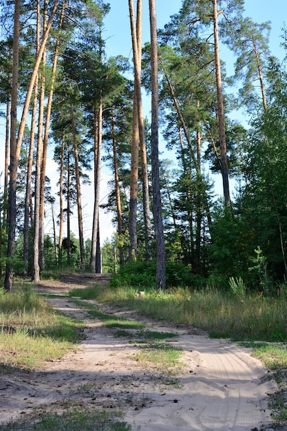 Een lege onverharde weg in een bos met pijnbomen aan de zijkant