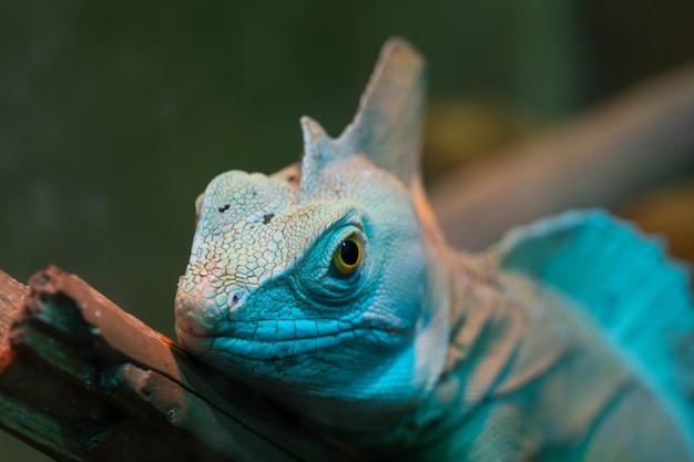 Foto een leguana rust op een tak