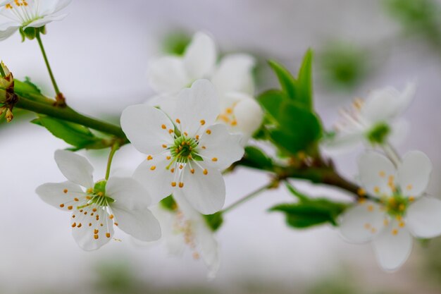 Een lente bloeiende tak tegen de blauwe hemel achtergronden.