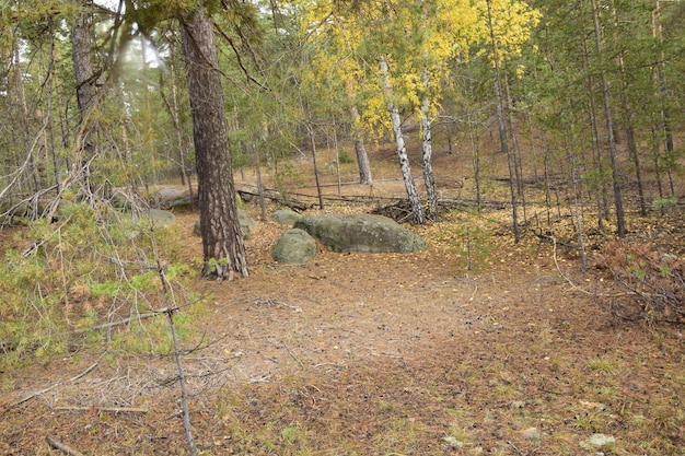 Een lente dennenbos Skripino dorp Ulyanovsk Rusland de steen in het bos Skrzypinski Kuchury