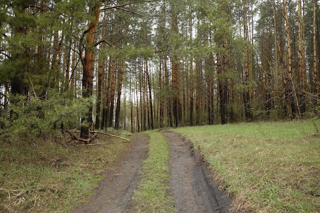 Een lente dennenbos Skripino dorp Ulyanovsk Rusland de steen in het bos Skrzypinski Kuchury