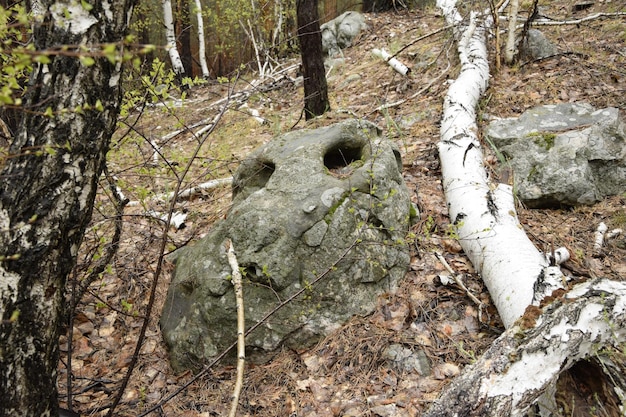 Een lente dennenbos Skripino dorp Ulyanovsk Rusland de steen in het bos Skrzypinski Kuchury