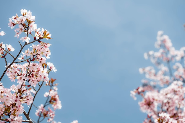 Een lente roze bloemen achtergronden