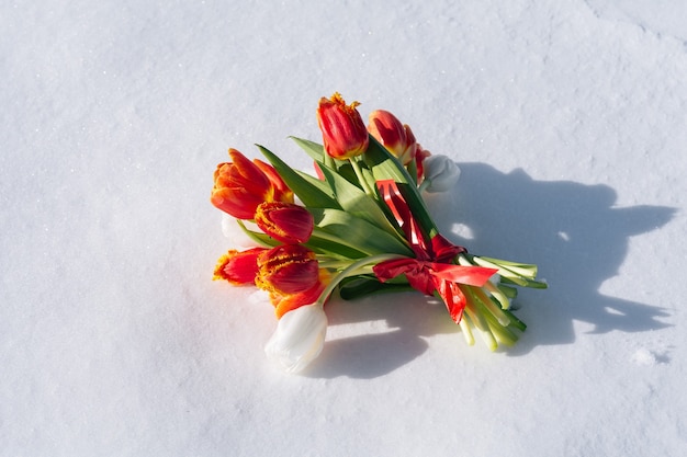 Een lenteboeket van rode en witte tulpen op de sneeuwachtergrond