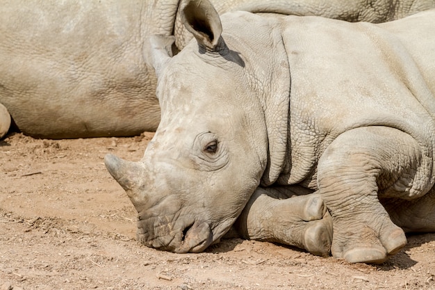 Een leugenachtige jonge neushoorn