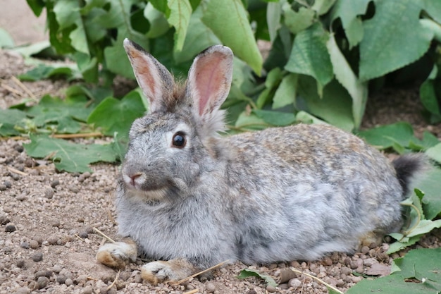 Een leuk grijs konijn die op de grond met groene bladerenachtergrond liggen