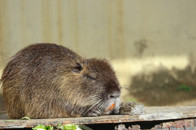 Een leuke ludovicianus van Cynomys, de prairiehondenslaap met zwarte staart op houten grond.