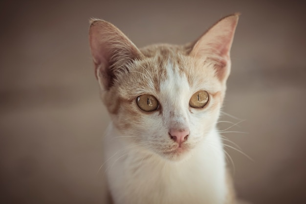 Een leuke oranje kat die op de grond wacht ligt