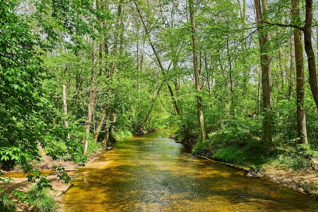 Een levendig groen bos langs een rustige rivier.