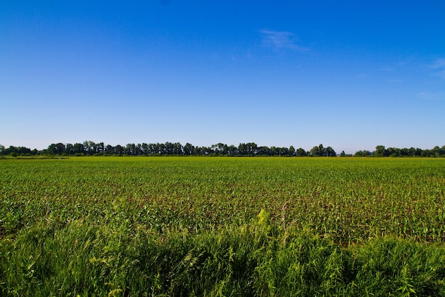 Een levendig groen gewasveld onder een heldere blauwe lucht in het midden van Amerika