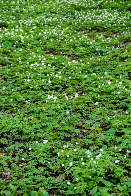 Foto een levendig veld gevuld met kleine witte bloemen verspreid over een weelderige groene weide die de