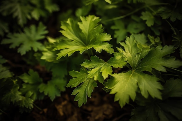 een levendige groep selleri laat een uitbarsting van frisheid en culinaire veelzijdigheid