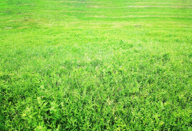 Een levendige zomergroene achtergrond van gras