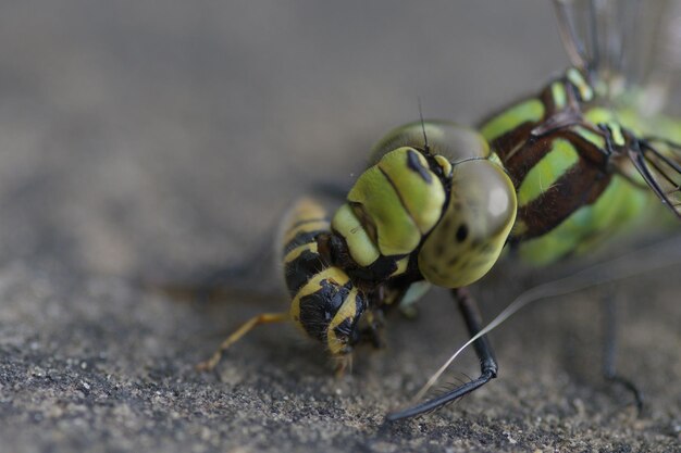 Foto een libel die een wesp eet.