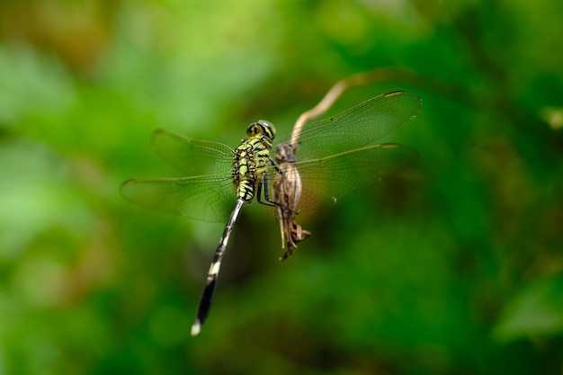 een libel zat op een boomtak. natuurlijke onscherpe achtergrond. Anisoptera.