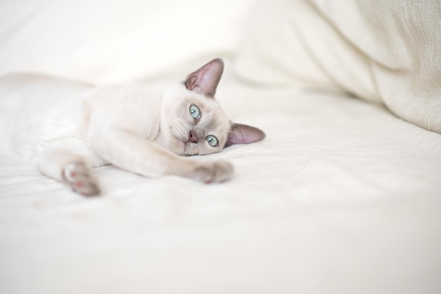 een licht beige Abessijnse kitten ligt op de bank en kijkt naar de camera Portret van een kat