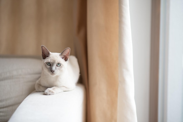 een licht beige Abessijnse kitten ligt op de bank en kijkt naar de camera Portret van een kat