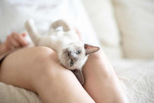 een licht beige Abessijnse kitten ligt op de schoot van de eigenaar en kijkt naar de camera Portret van een kat