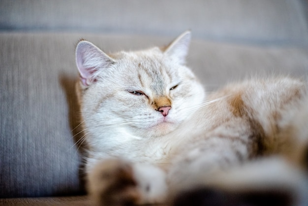 een licht slapende kat ligt op een grijze bank met een onscherpe achtergrond, alleen het gezicht van de dieren is scherpgesteld