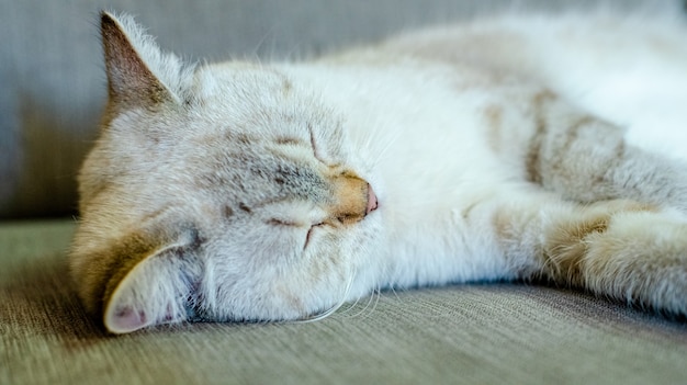 een licht slapende kat ligt op een grijze bank met een onscherpe achtergrond, alleen het gezicht van de dieren is scherpgesteld