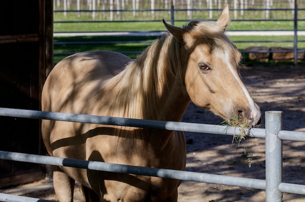 Een lichtbruin paard op een ranch op het platteland