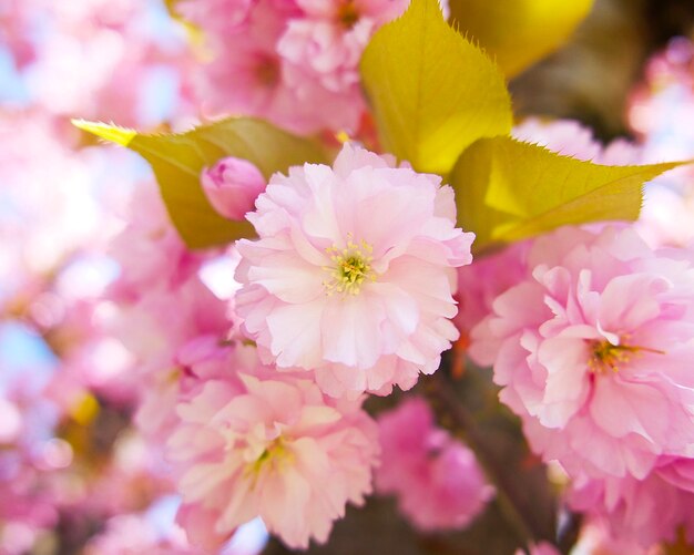 een lichtroze sakura-bloemclose-up op een zonnige dag