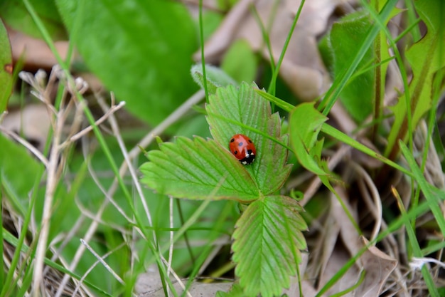 Een lieveheersbeestje zit op een blad van wilde aardbei in de grasclose-up