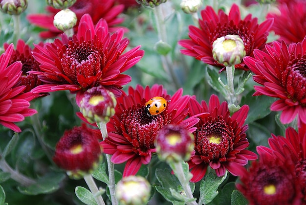 Een lieveheersbeestje zit op een rode bloem in een tuin.