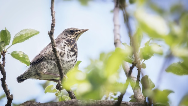 Foto een lijsterkuiken in de boom missellijster natuurbescherming