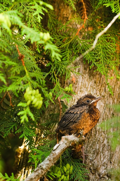 Een lijsterkuiken zit op een boomtak De vogel is een kleine merel die op de boom zit