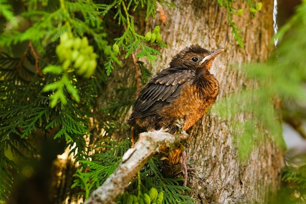 Een lijsterkuiken zit op een boomtak De vogel is een kleine merel die op de boom zit