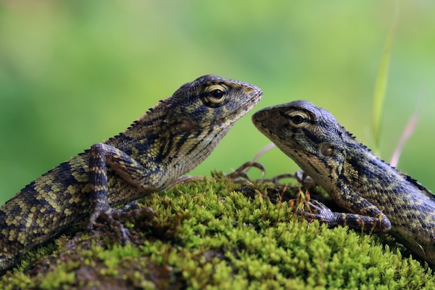 een londok calotes close-up hoofd op groene bladeren