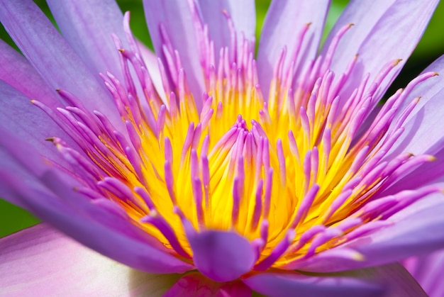 een lotusbloem op het water