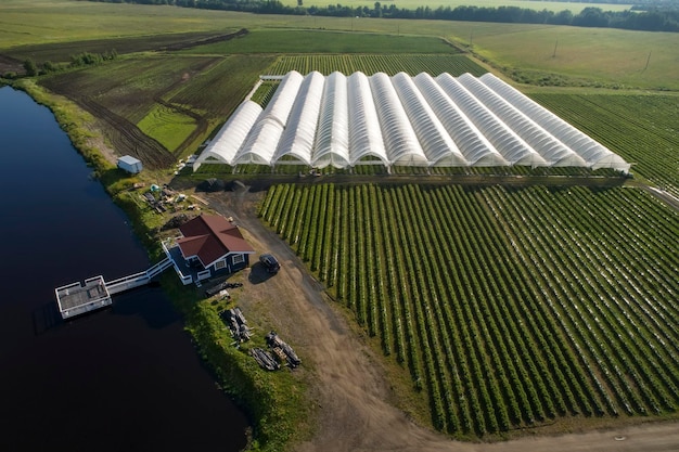 Een luchtfoto toont kassen voor het kweken van aardbeien van bovenaf Landelijke landbouw Houten huis aan de oever van de rivier