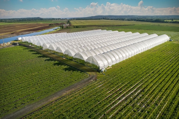 Een luchtfoto toont kassen voor het telen van aardbeien van bovenaf landelijke landbouw