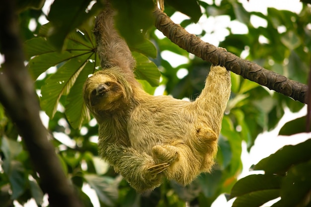 Een luiaard die aan een boom hangt in Costa Rica