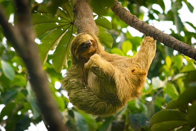 Een luiaard die aan een boom hangt in Costa Rica