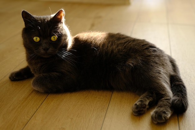 Een luie kat ligt op een warme vloer De grijze Britse kat rust Leuke grijze Britse korthaar kat die in het interieur ligt met zonlicht op de rug