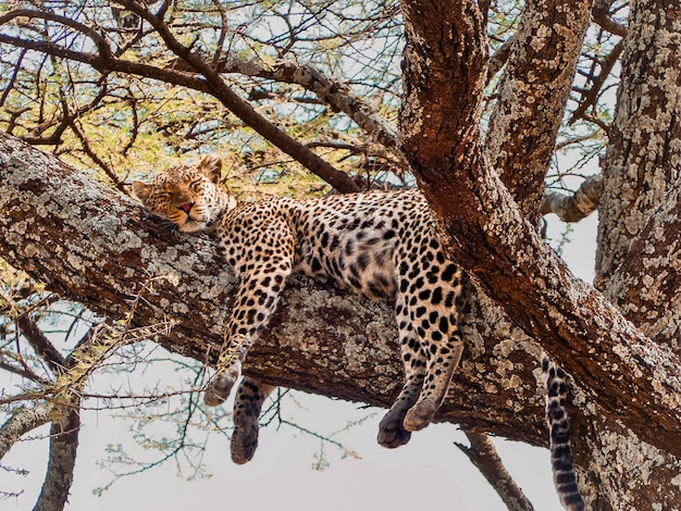 Een luipaard die op een akaastak in Tanzania slaapt