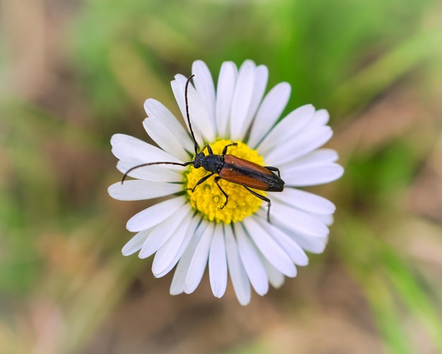 Een macro-opname van een kever op een bloem Gedetailleerd en mooi