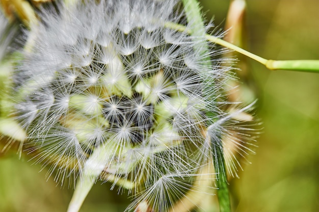 Een macro-opname van een paardebloem. Detailopname