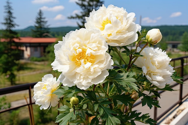 Een macro-opname van een witte peony bloem in bloei op een mooie zomerse dag Een pluizige paeony met wit