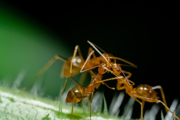 Een macrofoto van het rode mierendier