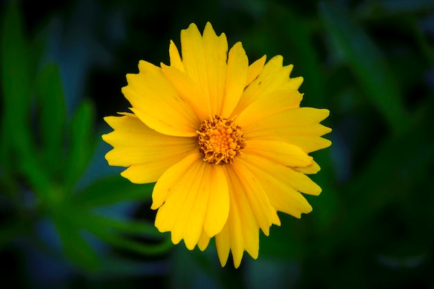 Een madeliefje-type bloem in close-up op een donkere achtergrond...